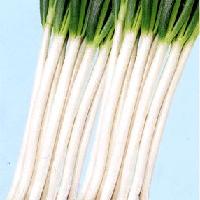 Chinese onion