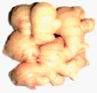 ginger