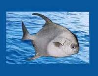  WHITE   POMFRET 