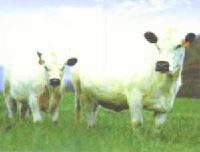 BLUE AND WHITE CATTLE OF BELGIUM