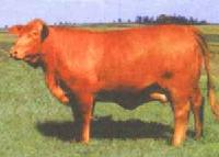 BEEF YELLOW CATTLE OF GERMANY