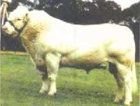 DEVON OF FRANCE