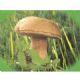 boletus edulis in brine