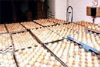  HATCH ING EGG