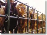Cattle