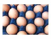 EGG OF BLACK-BONE CHICKEN