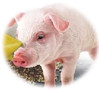 Pulin series of pig feedstuff