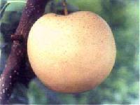  GOLDEN   PEAR 