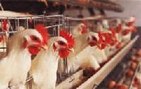  LIVE   CHICKEN 