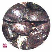 Soft-shelled Turtle