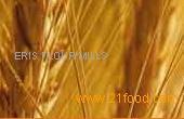 Bread Flour