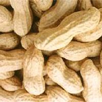 Peanut in Shells