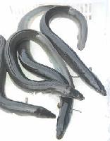 LIVE EEL