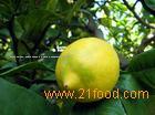 fresh  eureka   lemon 