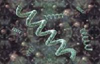 Spirulina Powder
