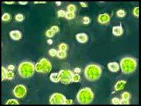 Chlorella Powder