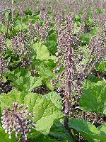 Butterbur Petasites