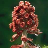 Butterbur Extracts