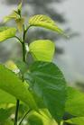 Mulberry Leaf Extracts