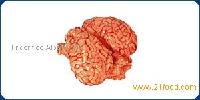 brains