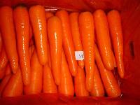 Fresh carrot - grade M