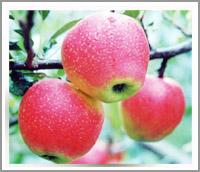Gala apple
