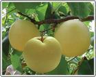 Golden Pear
