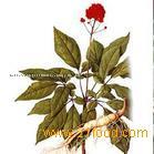 Panax  Ginseng  P.E., Ginsenoside15% 20%  80 %