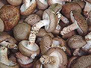  Shiitake  Mushroom