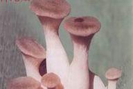 Pleurotus Eryngii Mushroom 1