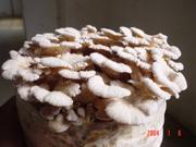  Pleurotus   Eryngii   Mushroom 