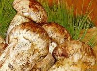 Tricholoma matsutake