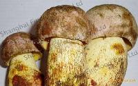 Porcini