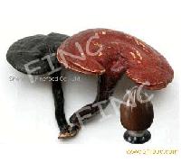 Reishi Mushroom Extract