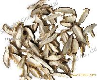 Shiitake