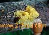 Golden  Tremella   Extract ,  Tremella  Aurantialba Bandoni  Extract ---FD1172