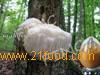 Hericium Erinaceus Extract, Lion's Mane Extract---FD1061