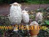 Coprinus Comatus Extract, Shaggy Mane, Coprinus Ovatus---FD1191