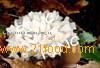 Tremella Fuciformis Extract, Snow Fungus Extract