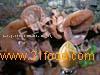 Auricularia Auricula Extract , Juda's  Ear   Fungus  Extract, Jew's  Ear  Extract---FD1141