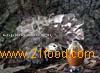 Maitake Mushroom Extract, Grifola Frondosa Extract---FD1031