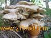 Honey Mushroom Extract, Armillariella Mellea Extract, Honey ---FD1222