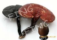 Reishi mushroom extract, Ganoderma lucidum ,Glossy Ganoderma