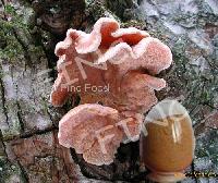 Gloeostreum incarnatum extract---FD1162