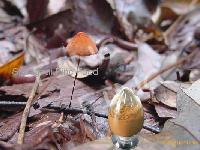 Marasmius androsaceus Extract---FD1211