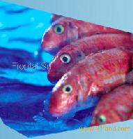fresh fish