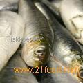 Sardine