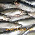 Herring