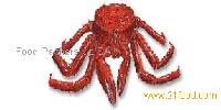 Antarctic crab