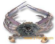 Pacific crab